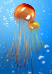 Jellyfish